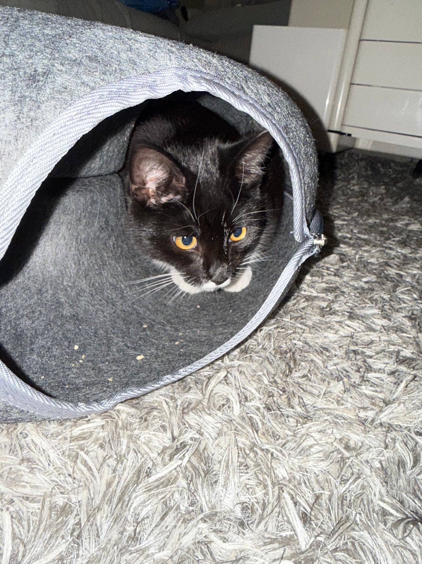 Relaxing Cat Donut - Katzen Donut mit interaktiven Design